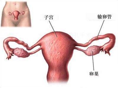 供卵试管婴儿移植后有一点血-移植后上厕所有一点血