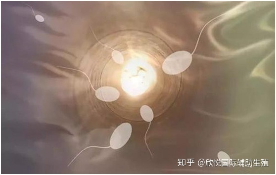 中国慈铭博鳌国际医院借卵试管代生供卵费用的预约过程