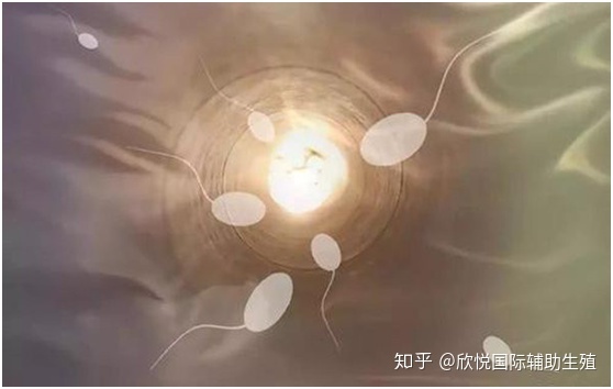 中国慈铭博鳌国际医院借卵试管代生供卵费用的预约过程