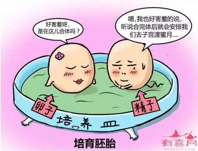 借卵公立自怀试管中也有真囊、空囊和假囊之分