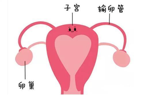 35岁少精弱精,做人工授精还是赠卵借卵做试管代怀好