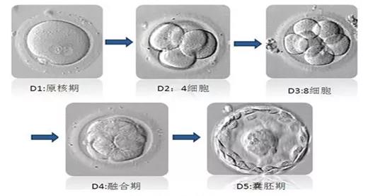 提高精子质量最佳方法