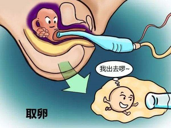 广东佛山正规医疗机构供精代怀可以选择性别卵子要等多久？