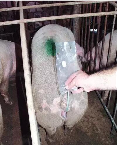 孕前优生十项检查参考值主要看IgG和IgM+优生十项